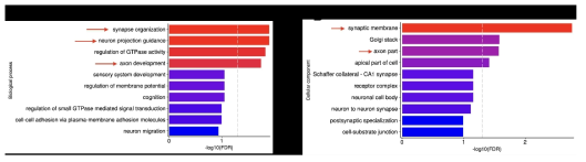 1,483개의 표적 유전자에 대한 Gene-ontology test. (A) biological process에 대한 RF2 SNP term. (B) cellular component에 대한 RF2 SNP term