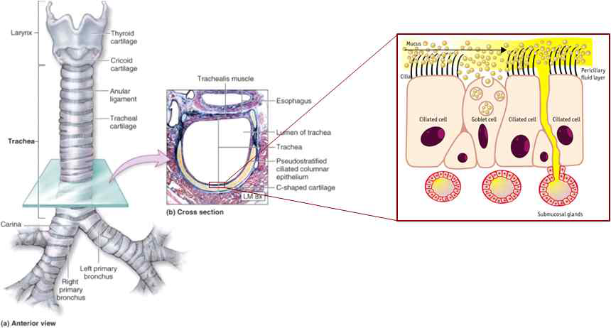 호흡기도 내부 호흡점막상피의 구조