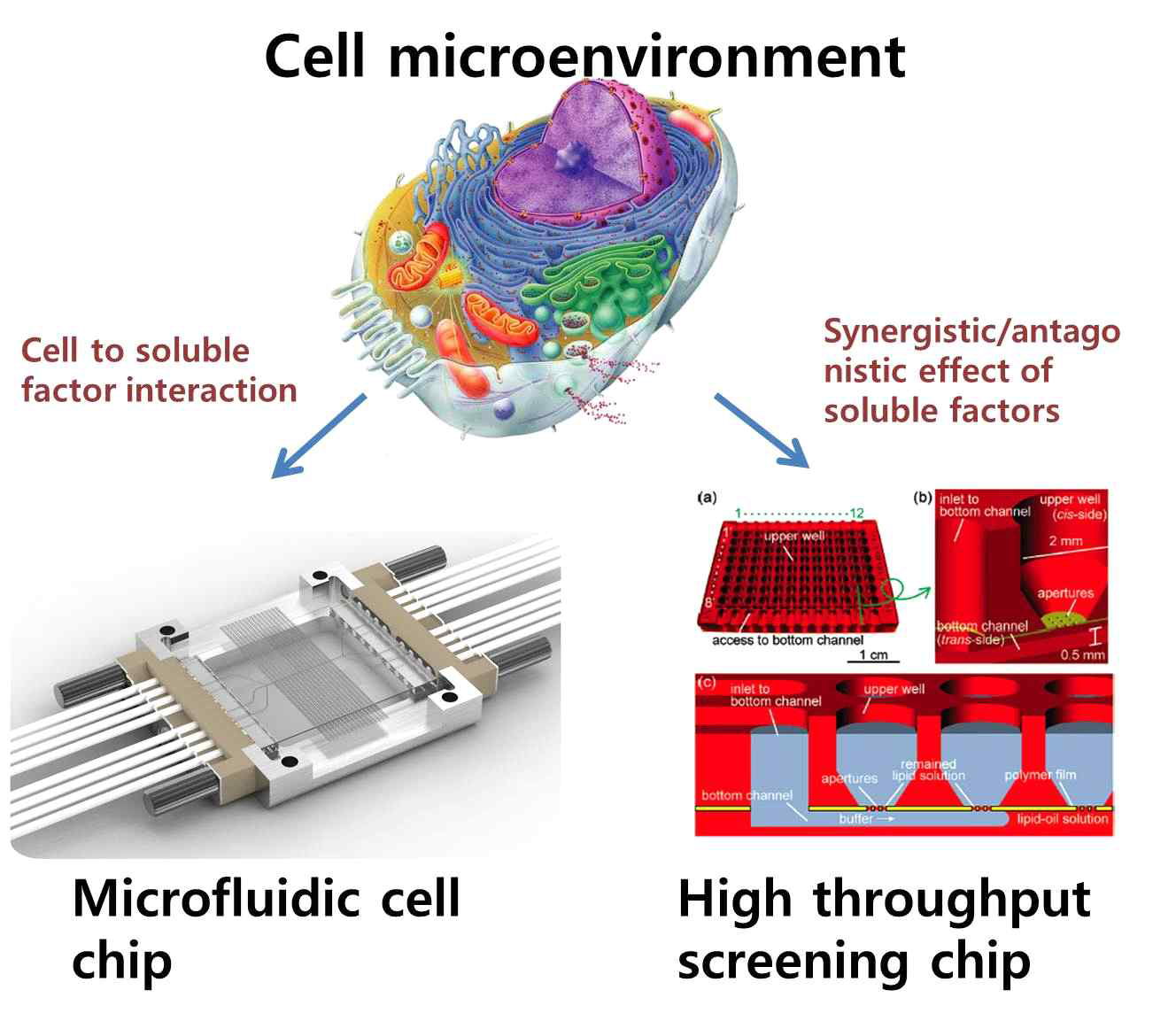 세포의 미세환경 조절을 위한 바이오칩을 이용한 마이크로 엔지니어링 기술. 세포 분화의 최적화 (좌) 와 세포 반응 분석의 효율성 (우