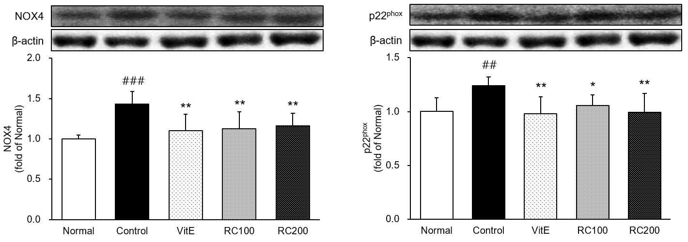 NADPH oxidase 발현량 분석