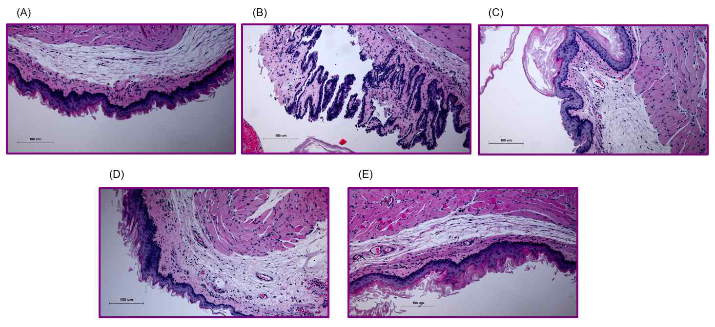 RC 투여 후 H&E염색을 통한 식도 조직 관찰