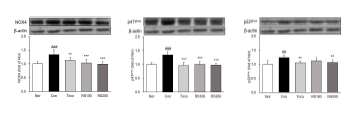 NADPH oxidase 발현량 분석