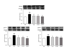 NADPH oxidase 발현량 분석