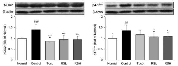 NADPH oxidase 발현량 분석