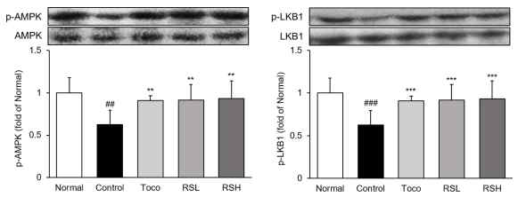 AMPK/LKB1 발현량 분석