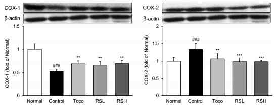 arachidonic acid 관련 단백질 발현량 분석