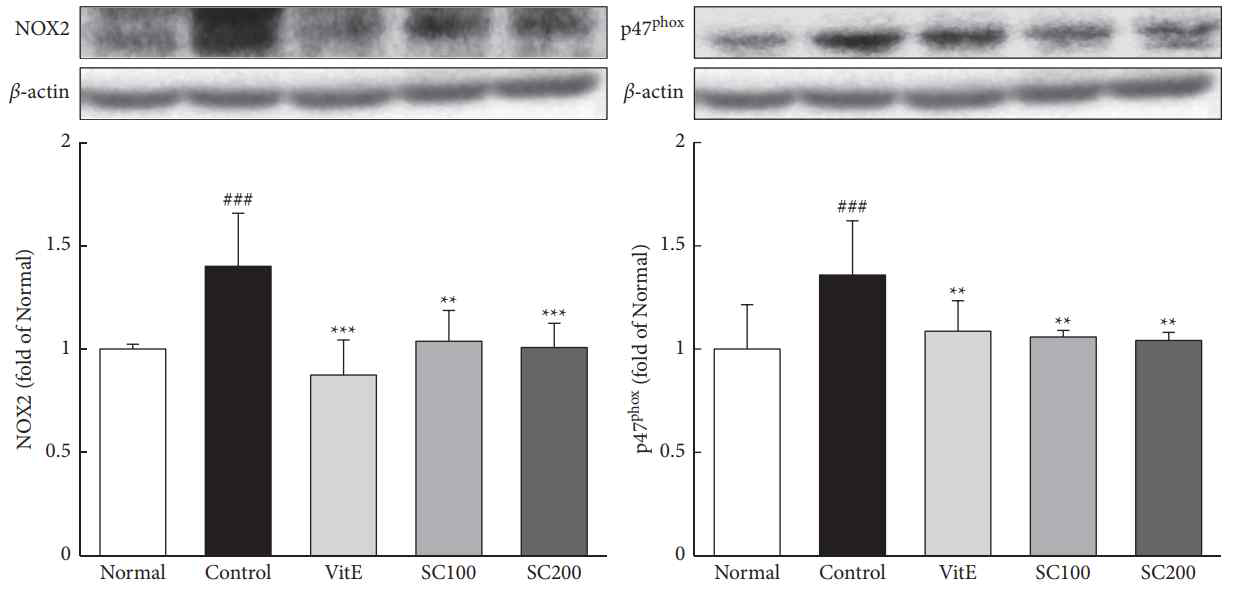 NADPH oxidase 발현량 분석