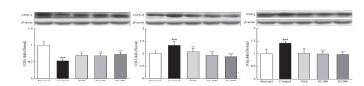 arachidonicacid 관련 단백질 발현량 분석