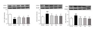 arachidonicacid 관련 단백질 발현량 분석