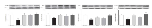 PPARɤ/RXR 경로 단백질 발현량 분석