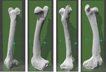 대퇴부 뼈의 3차원 모델
