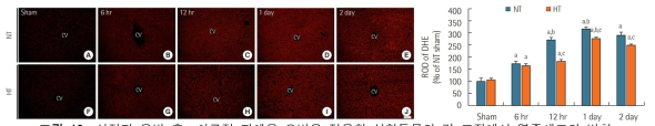 심정지 유발 후, 치료적 저체온 요법을 적용한 실험동물의 간 조직에서 염증세포의 변화