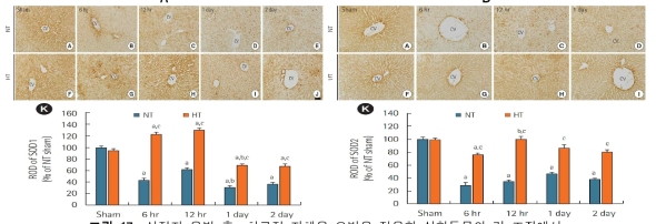 심정지 유발 후, 치료적 저체온 요법을 적용한 실험동물의 간 조직에서 내인성 항산화 효소의 변화. (A) SOD1, (B) SOD2