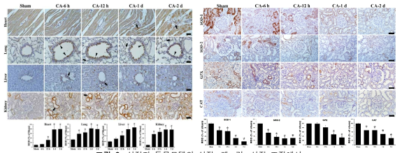 심정지 동물모델의 심장, 폐, 간, 신장 조직에서 염증성 사이토카인(좌측) 및 내인성 항산화 효소 (우측)의 변화