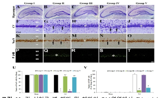 각 실험군 별 해마 및 해마의 CA1영역에서 CV staining, immunohistochemistry for NeuN 및 F-J B histofluorescence염색 결과