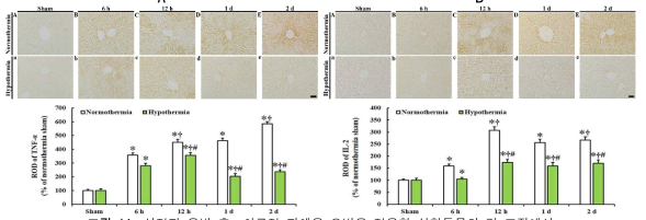 심정지 유발 후, 치료적 저체온 요법을 적용한 실험동물의 간 조직에서 전-염증성 사이토카인의 변화. (A) TNF-α, (B) IL-2