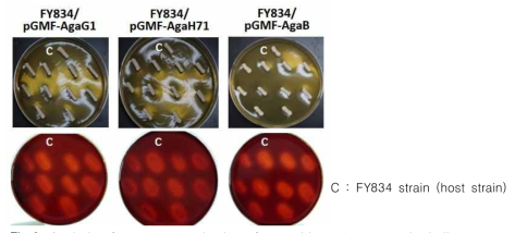 Analysis of secretory production of recombinant β-agarase by iodine assay