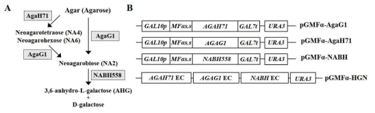 Scheme of agarose degradation by acting various agarases(A) and plasmids containing various agarase gene expression cassettes (EC) (B). EC means expression cassette