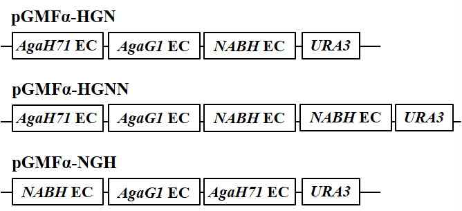 Scheme of plasmids containing various agarase gene expression cassettes (EC)