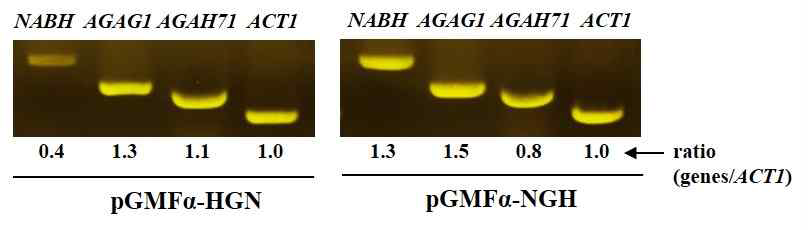 Analysis of NABH558, AGAG1 and AGAH71 gene transcription level using RT-PCR