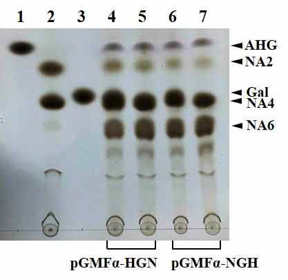 TLC analysis of cultivation supernatants in the FY834/pGMFα -HGN and FY834/pGMFα-NGH strains. Lane 1, AHG; lane 2, galactose; lane 3, NA2 and NA4; lane 4 and 6, cultivation supernatant at 48 h after saccharification; and lane 5 and 7, cultivation supernatant at 72 h after ethanol fermentation