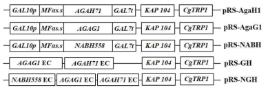 Plasmids containing various agarase gene expression cassettes (EC). EC means expression cassette