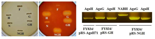 Total agarase activity was determined by Iodine test (Left). F, H, G, N, GH and NGH indicated FY834 strain (host strain), FY834/pRS-AgaH71, FY834/pRS-AgaG1, FY834/pRS-NABH, FY834/pRS-GH and FY834/pRS-NGH strains, respectively. Analysis of NABH558, AGAG1 and AGAH71 gene transcription level using RT-PCR (Right)