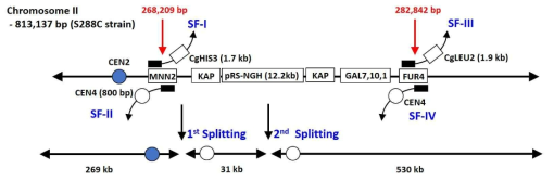 Splitting position in chromosome II of FY834/pRS-NGH strain and structure of the artificial chromosomes