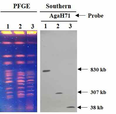 Confirmation of the split-YACs by PFGE and Southern hybridization. The AGAH71 gene was used as probe. Lane 1; FY834/pRS-NGH strain (Host strain), lane 2; YKY179 strain (R-split), lane 3; YKY180 strain (RL-split)