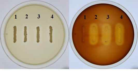 Comparison of agarase activity in host strain and transformants containing split-YACs. Each strain was grown on YPDG medium and then stained using iodine solution. 1; S. cerevisiae FY834, 2; FY834/ pRS-NGH, 3; YKY179 strain (R-split),4; YKY180 strain (RL-split)