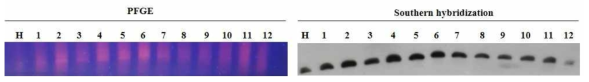 Confirmation of mitotic stability in YKY180 strain (RL-split) by PFGE and Southern hybridization. The AGAH71 gene was used as probe. Lane H; YKY180 strain (RL-split), lane 1; YKY180 strain (RL-split) cultivated into YPD(2%) medium for 1day, lane 2~12; YKY180 strain (RL-split) cultivated into YPD(4%) medium for 1day to 13 days, respectively