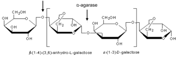 Structure of agarose and mechanism of α-agarase and β-agarase action