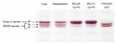 콩 사포닌 돌연변이체 sg-9a (PE2248), sg-9b (PE2371), sg-5 (CWS5905)의 TLC를 통한 사포닌 분석. sg-9a (PE2248)및 sg-9b (PE2371) 돌연변이체는 DDMP 사포닌이 결핍되었으며 sg-5 (CWS5905)는 A 그룹 사포닌이 결핍되었음