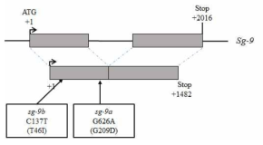 돌연변이체 sg-9a 및 sg-9b에서 돌연변이 유전자의 구조 및 돌연변이 위치. sg-9a 에서는 G가 A로 돌연변이되어 Gly (G) 아미노산이 Asp (D) 바뀌게 되고 sg-9b 에서는 C가 T로 돌연변이되어 Thr (T) 아미노산이 Ile (I) 바뀌게 됨