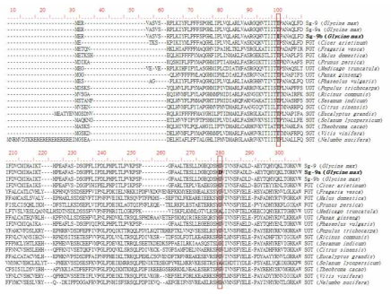 Sg-9 유전자 및 sg-9a, sg-9b, 다양한 식물체의 상동성 유전자로부터 암호화되는 단백질들의 아미노산 서열 비교