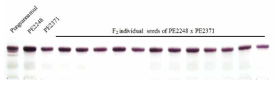 돌연변이체 sg-9a과 sg-9b 의 교배를 통해 얻어진 F2 종자의 TLC 분석. F2 종자 모두 DDMP 결핍 돌연변이 야상을 보여 같은 유전자에 돌연변이가 발생된 것을 보여 줌