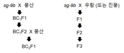 sg-9 대립형질유전자를 지닌 콩 육성 품종