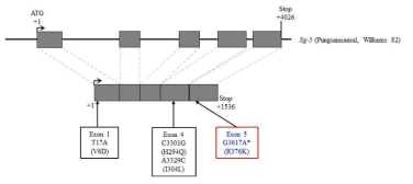 sg-5a 유전자 구조. 야생형인 Sg-5 유전자와 염기서열을 서로 비교하여 서로 다른 염기서열을 보이는 SNP와 그 아래부분에 바뀌는 아미노산을 표시하였음