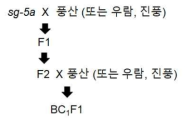 sg-5a 대립형질유전자를 야생콩에서 재배콩으로 도입하기 위한 콩 육성