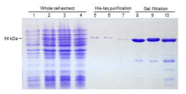 Sg-9, sg-9a, sg-9b 단백질들의 대장균에서 발현 및 순수분리. 단백질들을 대장균에서 발현하여 his-tag을 이용하여 분리하고 다시 gel filtration을 통해 농축 및 분리하였음