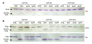 Sg-9, sg-9a, sg-9b 단백질들의 효소 활성. 효소 활성 측정을 위해 sugar donor로서 UDP-glucose, UDP-galactose, UDP-glucuronic acid를 이용하였고 sugar acceptor로서 soyasapogenol (SS-B)와 saponin B-βg를 사용하였음