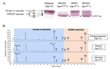 PE937 (sg-1b1)과 PE1015 (sg-1b2)의 돌연변이체에서 사포닌 양상