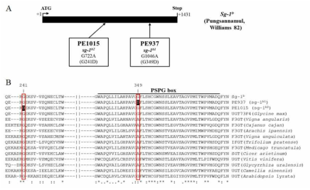 PE937과 PE1015의 돌연변이체 sg-1 유전자 구조 및 아미노산 서열 분석