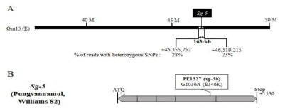 PE1327 (sg-5b) 돌연변이체의 sg-5 유전자 위치 및 아미노산 서열 분석