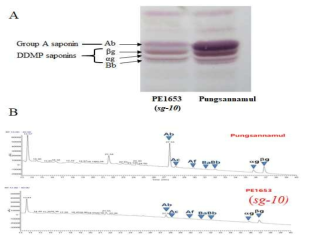 PE1653 (sg-10)의 돌연변이체에서 사포닌 양상. A는 TLC 분석이고 B는 LC/MS 분석임