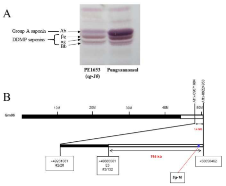 PE1653 (sg-10)의 돌연변이체의 표현형과 유전자 분리 A. PE1653 돌연변이체의 사포닌 감소 표현형. B. SNP array 분석 및 fine mapping을 통한 유전자좌 결정