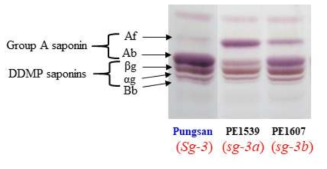 PE1539(sg-3a)와 PE1607(sg-3b) 돌연변이체에서 사포닌 양상