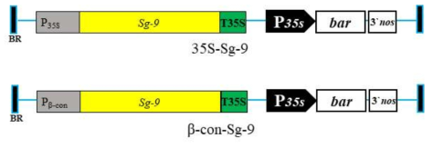 모든 조직에 발현되는 CaMV 35S 프로모터와 Sg-9 유전자가 융합된 35S-Sg-9 재조합 유전자 및 종자 특이 β-conglycinin 유전자의 프로모터에 Sg-9 유전자와 융합한 β-Sg-9 재조합유전자
