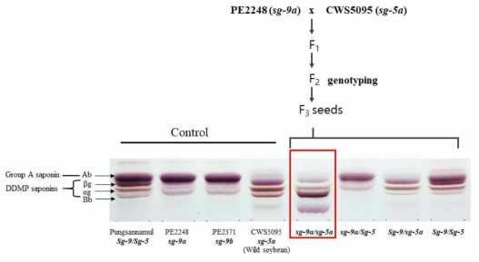sg-9a/sg-5a 이중돌연변이체 제조 및 TLC 상에서 사포닌 양상