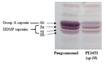 PE1653 (sg-10)의 돌연변이체 분리. 다양한 사포닌들이 sg-10에서 감소한 것을 알 수 있음